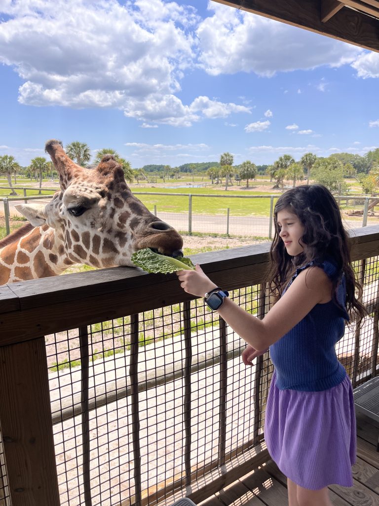 Giraffe feeding at Wild Florida