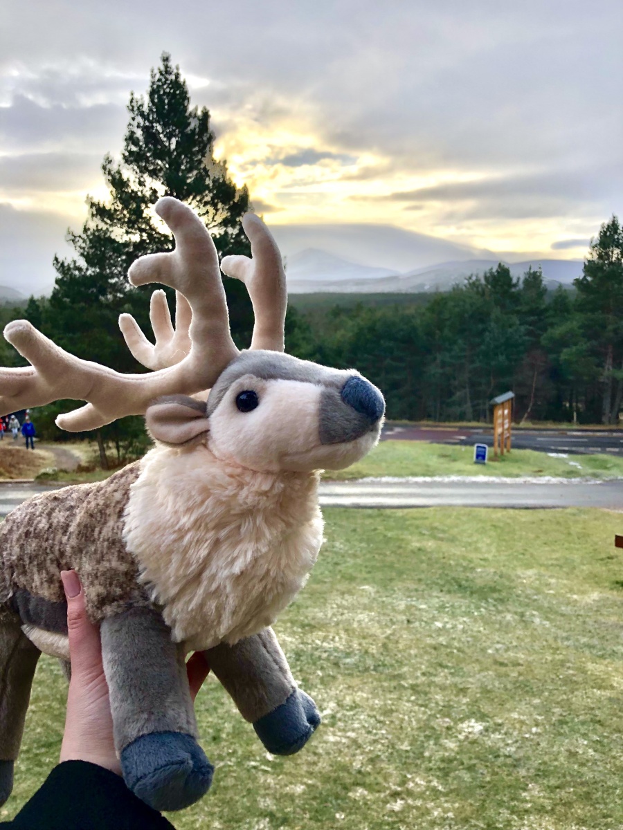 Reindeer and Highlands